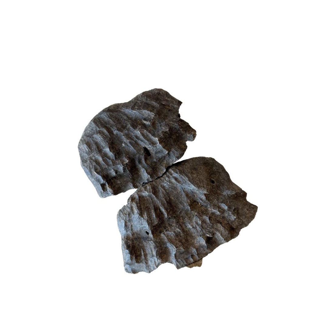 black char shells - 1 tola