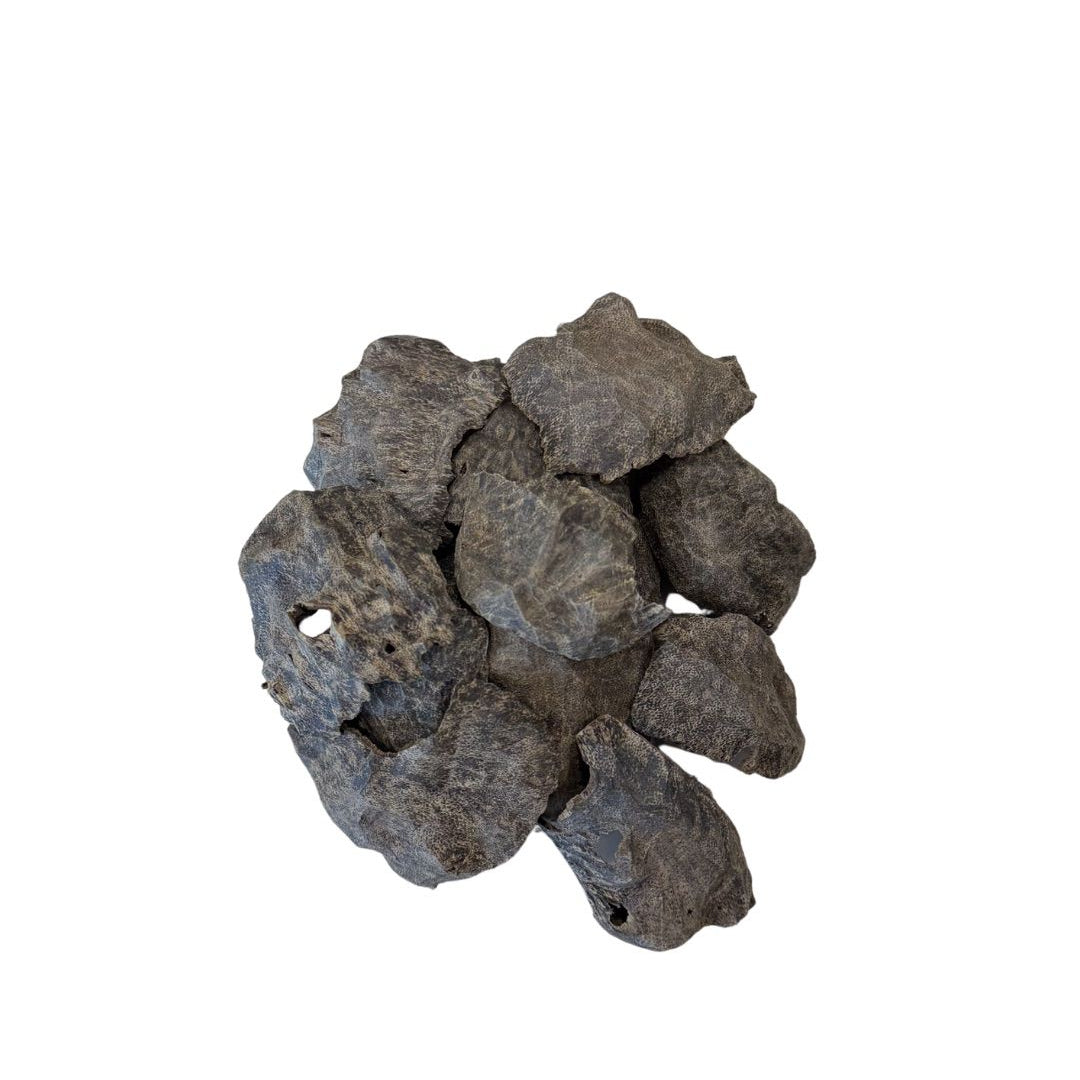 laos shells (char) - 1 tola